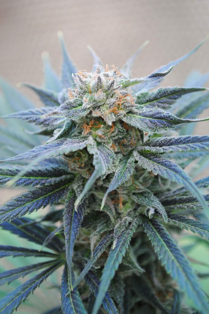 SKUNK+ - Kannabia - WWW.SEEDS-BANK.CZ JIHLAVA